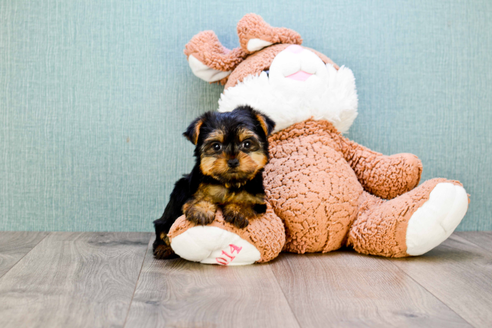 Meet Nugget - our Yorkshire Terrier Puppy Photo 