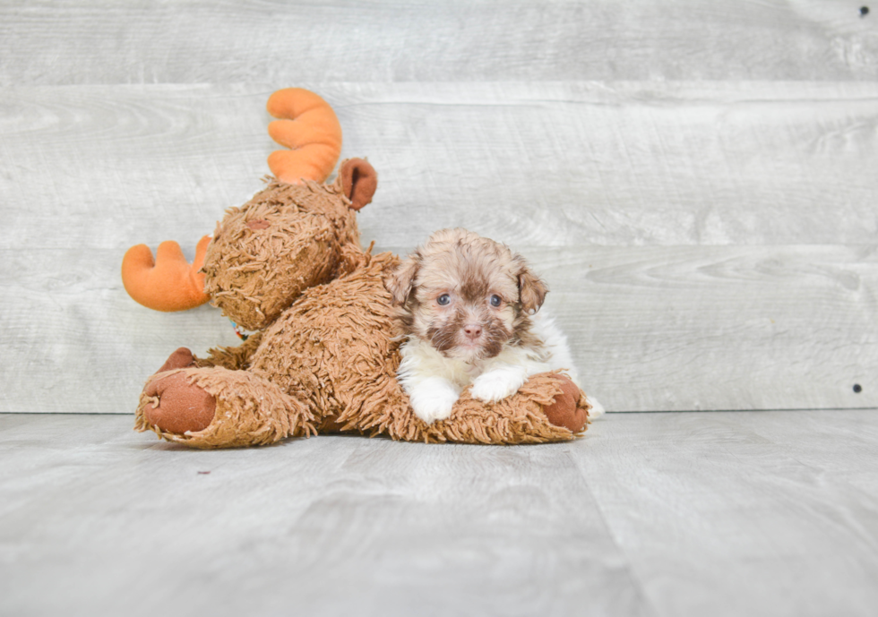 Havanese Pup Being Cute