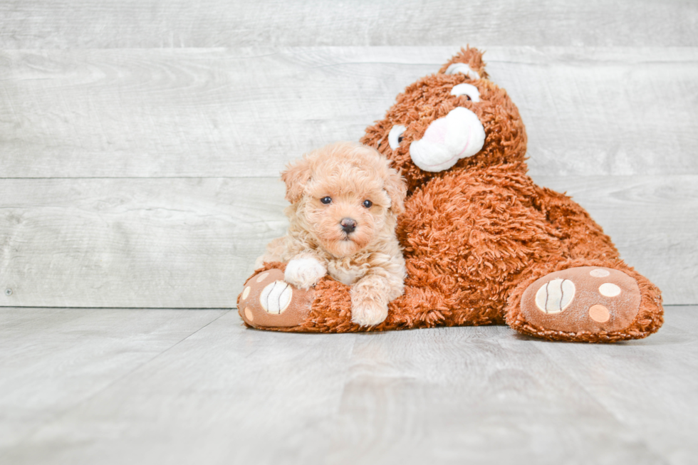 Adorable Maltese Poodle Poodle Mix Puppy