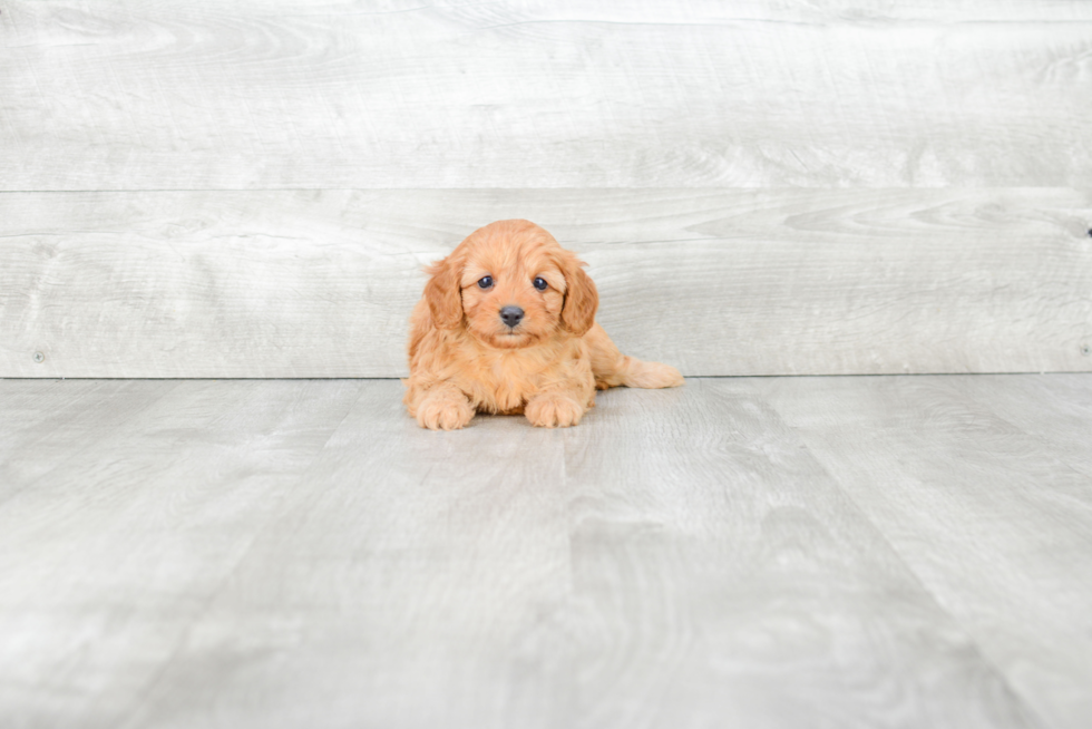 Adorable Cavoodle Poodle Mix Puppy