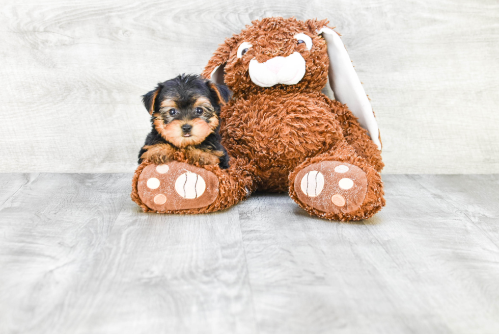 Meet Twinkle - our Yorkshire Terrier Puppy Photo 