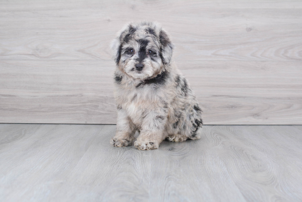 Mini Aussiedoodle Pup Being Cute