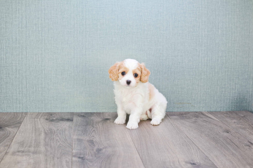 Adorable Cavalier Designer Puppy