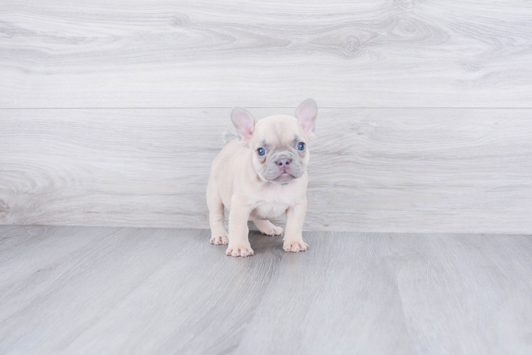 Small French Bulldog Baby