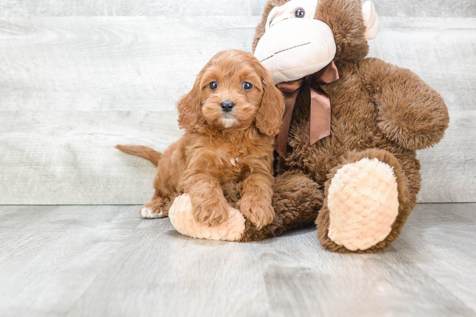 Best Cavapoo Baby