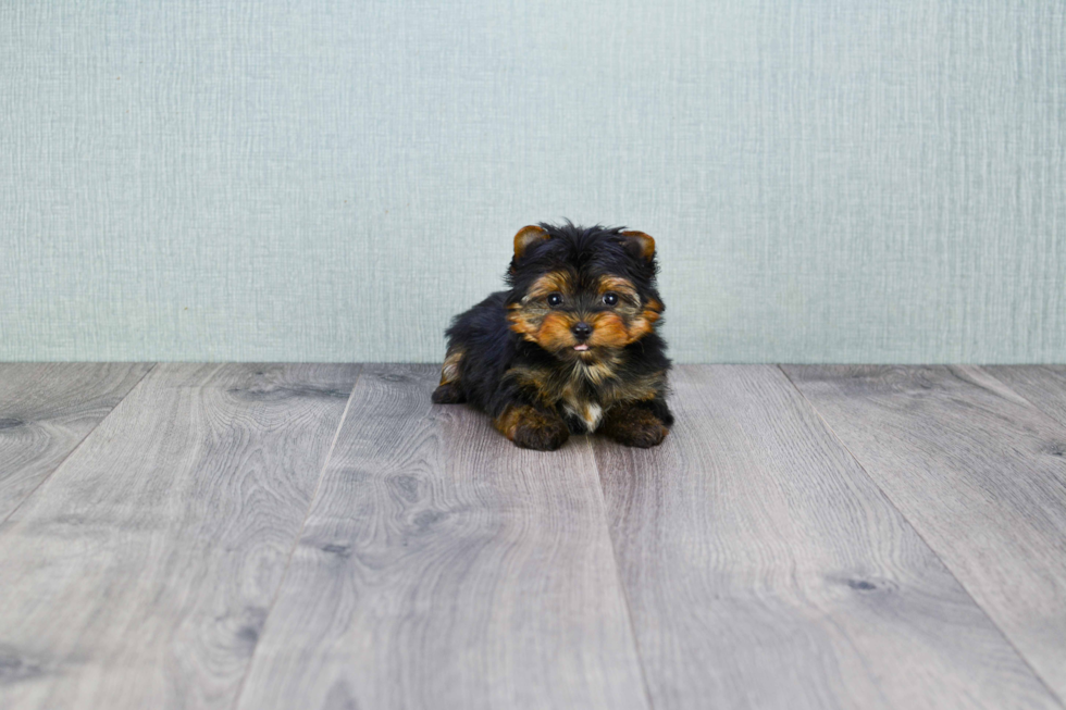 Meet Ronaldo - our Yorkshire Terrier Puppy Photo 