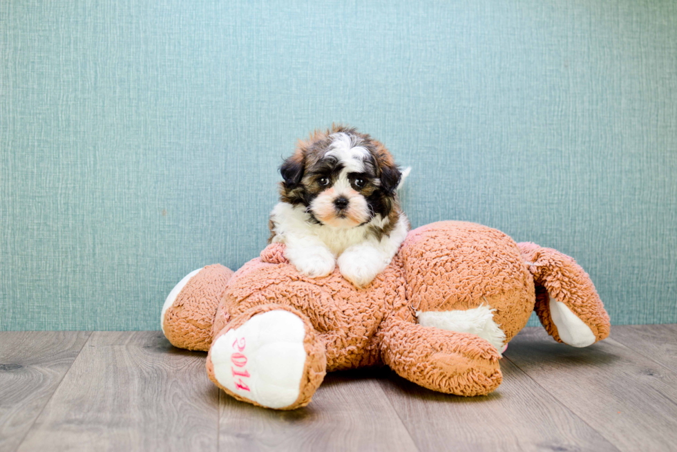 Fluffy Teddy Bear Designer Pup