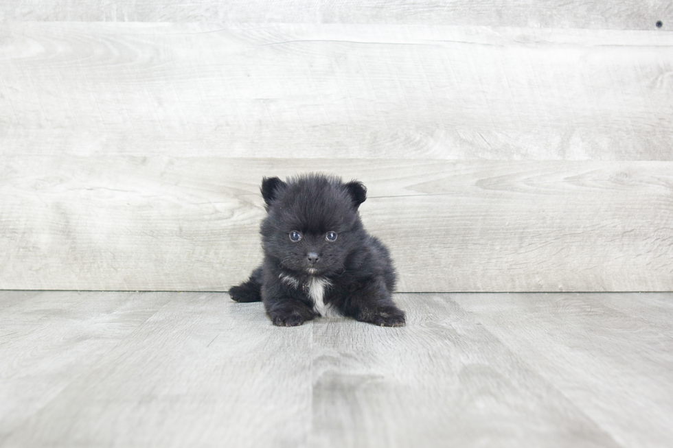 Pomeranian Pup Being Cute