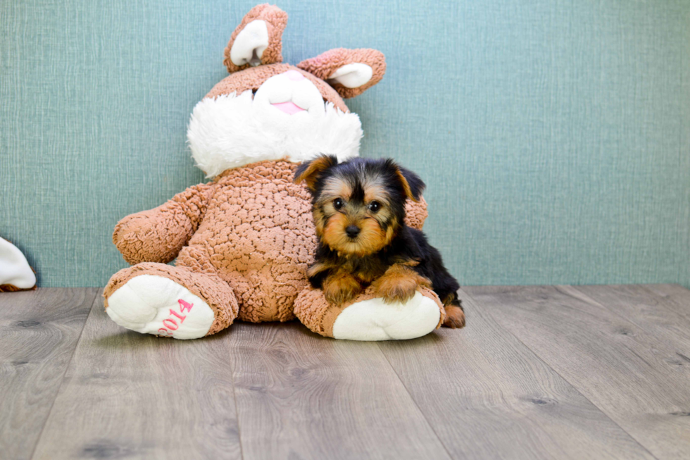 Meet Simon - our Yorkshire Terrier Puppy Photo 