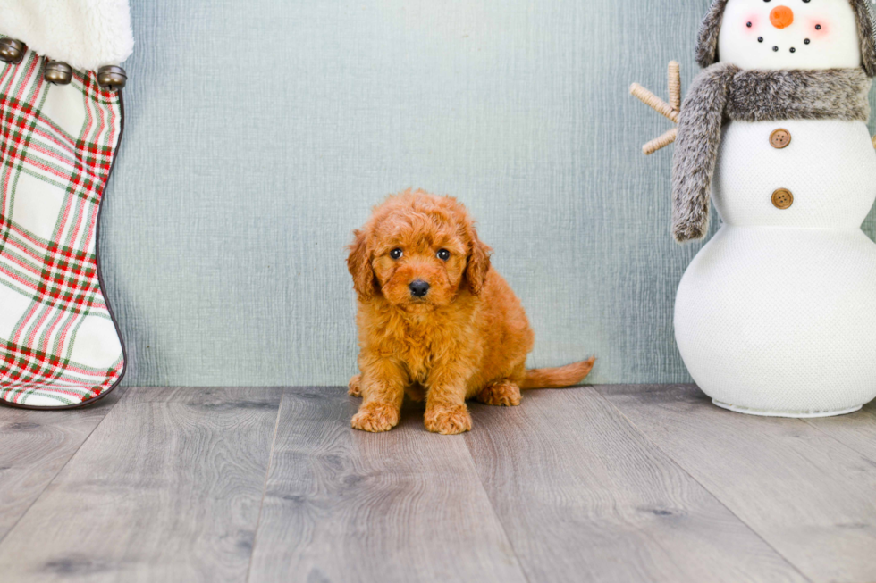 Mini Goldendoodle Pup Being Cute