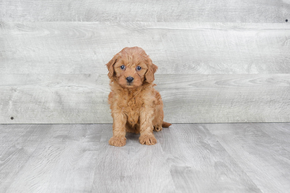 Friendly Mini Goldendoodle Baby