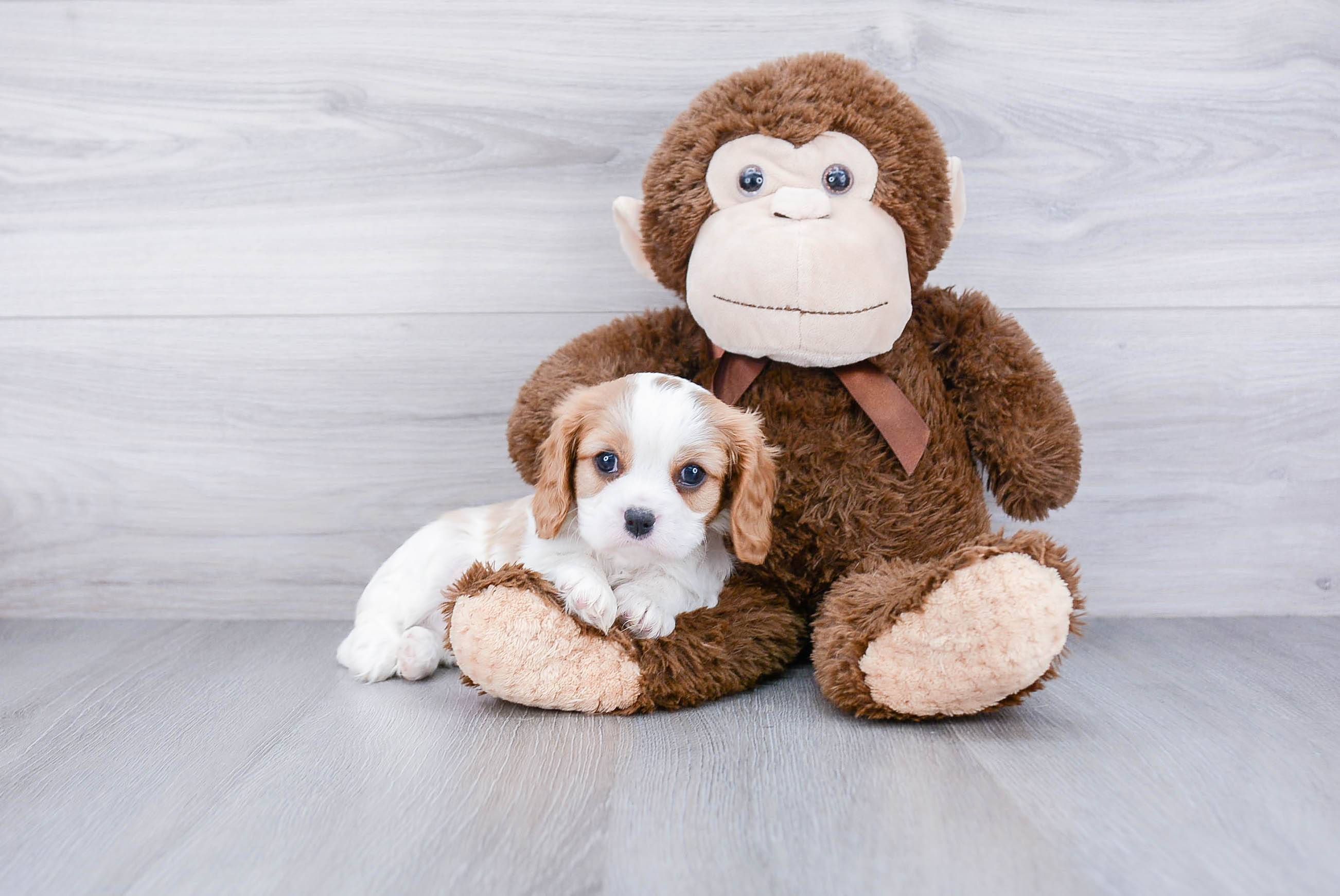 Akc Registered Cavalier King Charles Spaniel Purebred Pup