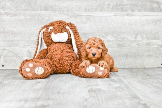 Mini Goldendoodle Pup Being Cute