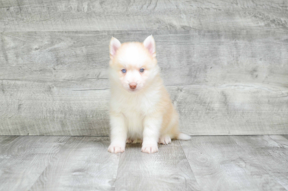 Energetic Mini Husky Designer Puppy