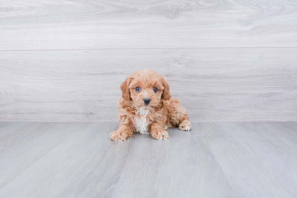 Cavapoo Puppy for Adoption