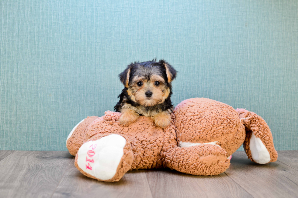 Popular Morkie Designer Pup