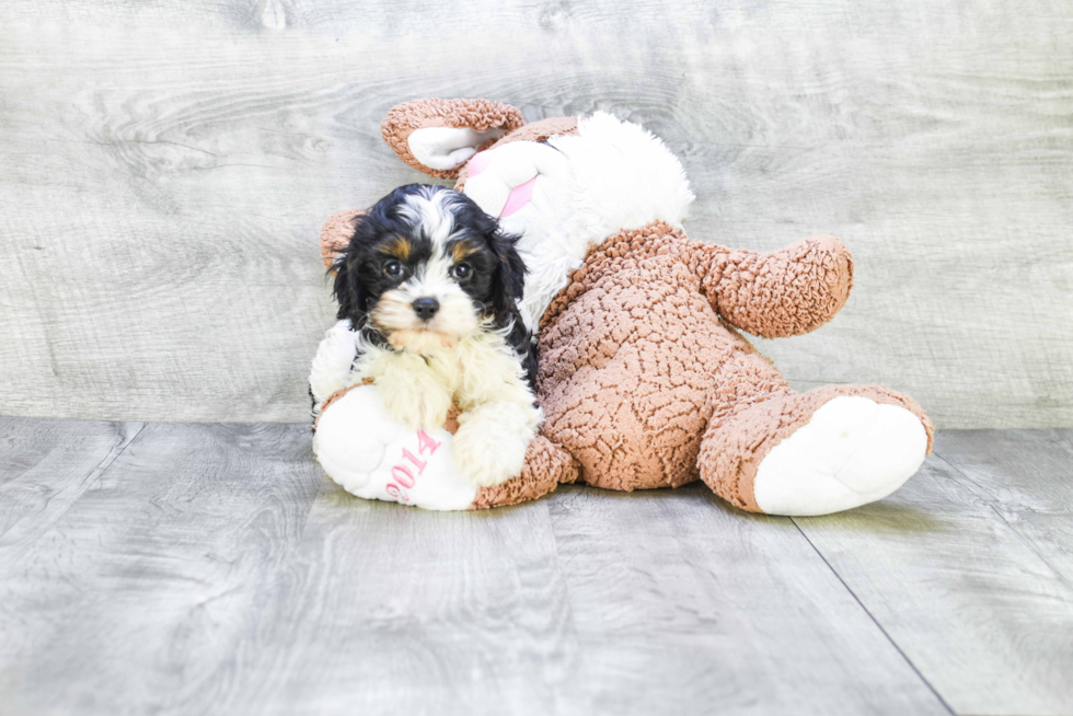 Best Cavalier King Charles Spaniel Baby