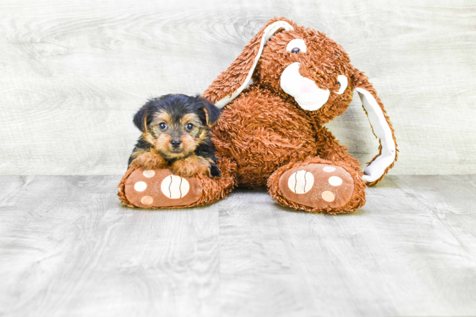 Meet Lily - our Yorkshire Terrier Puppy Photo 