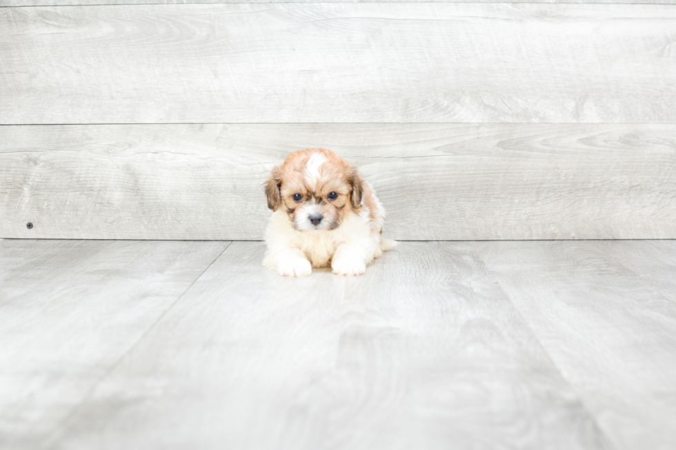 Energetic Shichon Designer Puppy