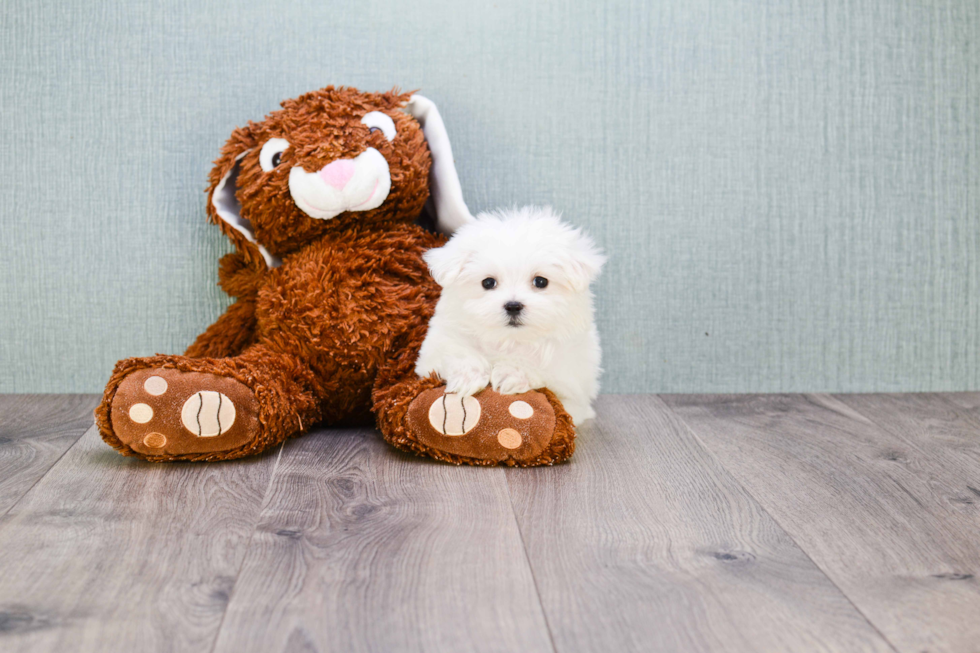 Maltese Puppy for Adoption