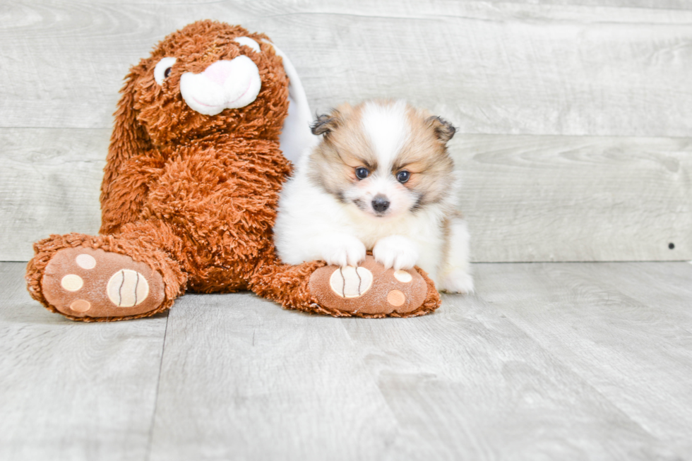 Energetic Pomeranian Purebred Puppy