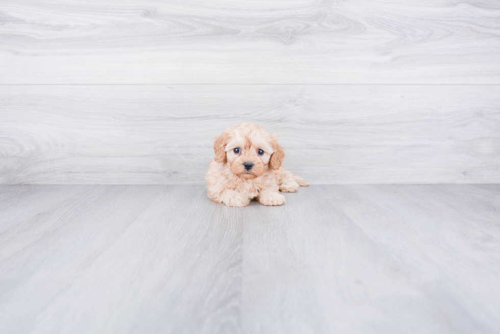 Best Cavapoo Baby