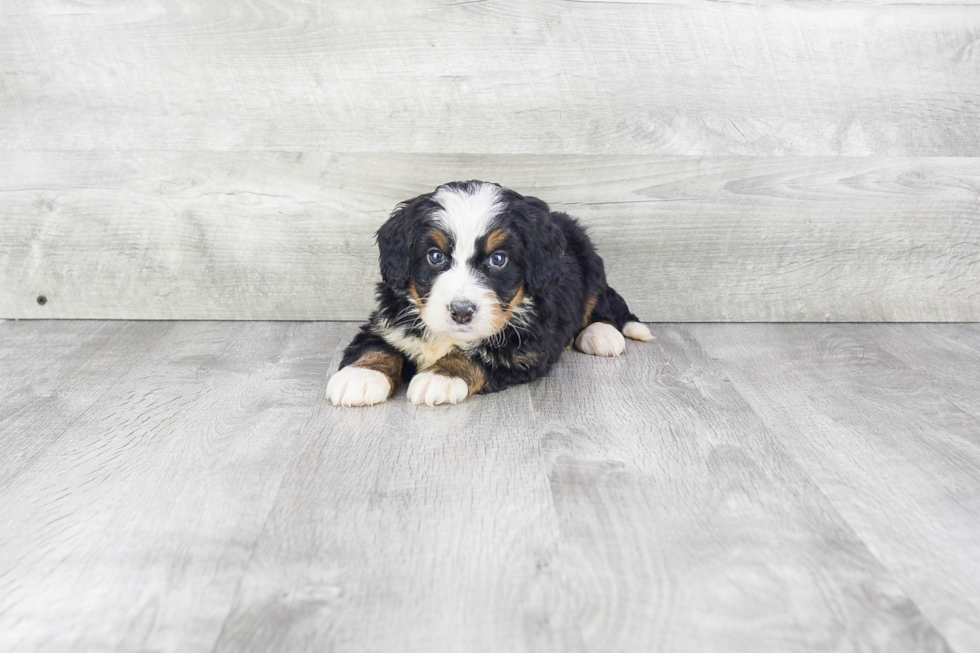 Mini Bernedoodle Pup Being Cute