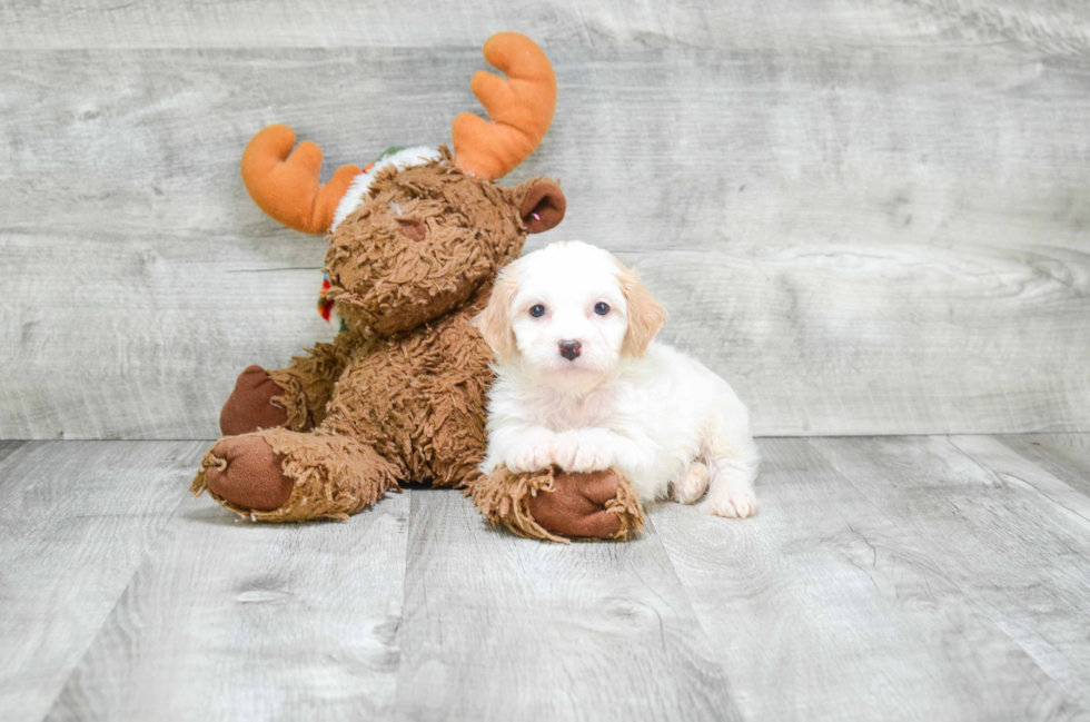 Cavachon Puppy for Adoption