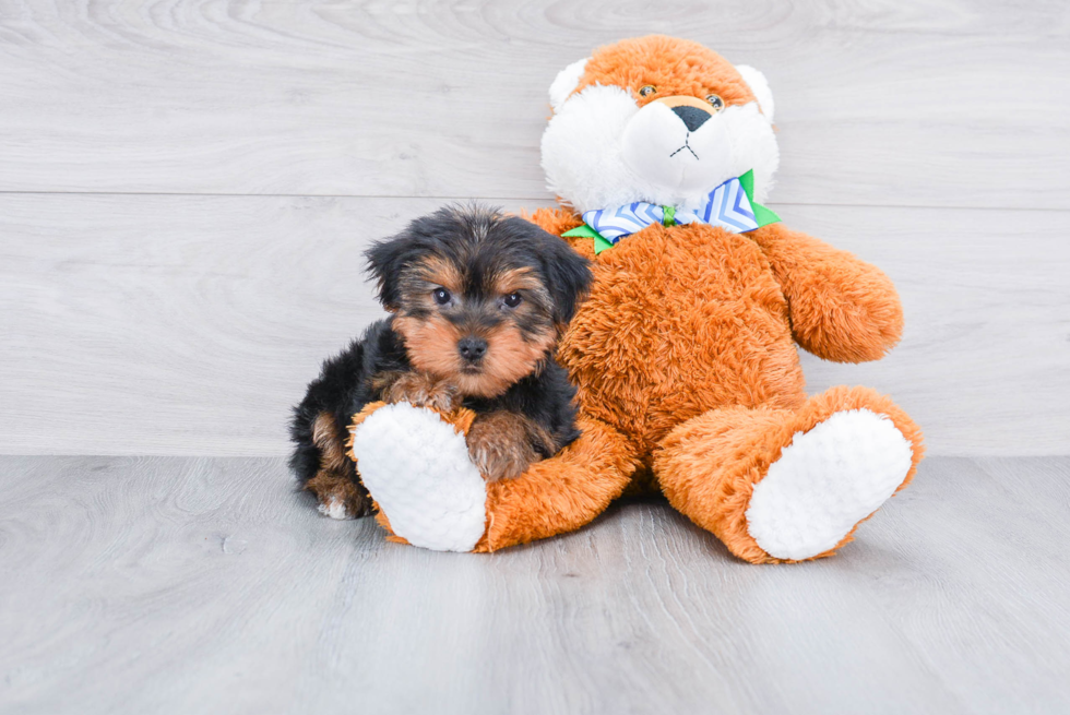 Meet Snickers - our Yorkshire Terrier Puppy Photo 