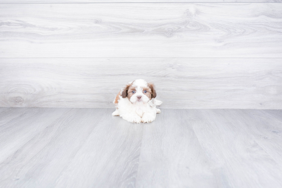 Teddy Bear Puppy for Adoption