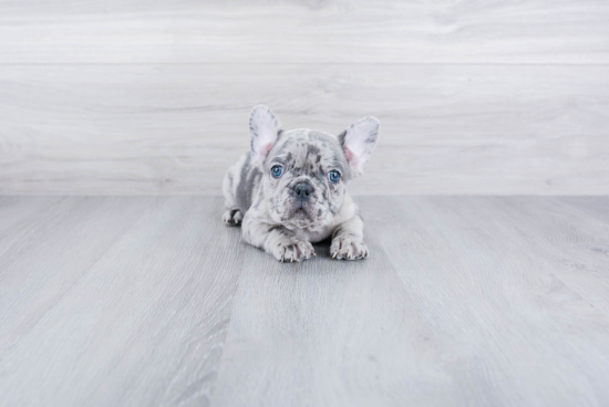 French Bulldog Pup Being Cute