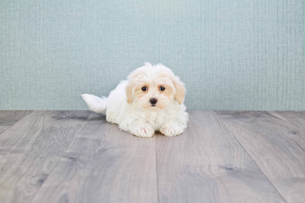 Funny Maltipoo Poodle Mix Pup