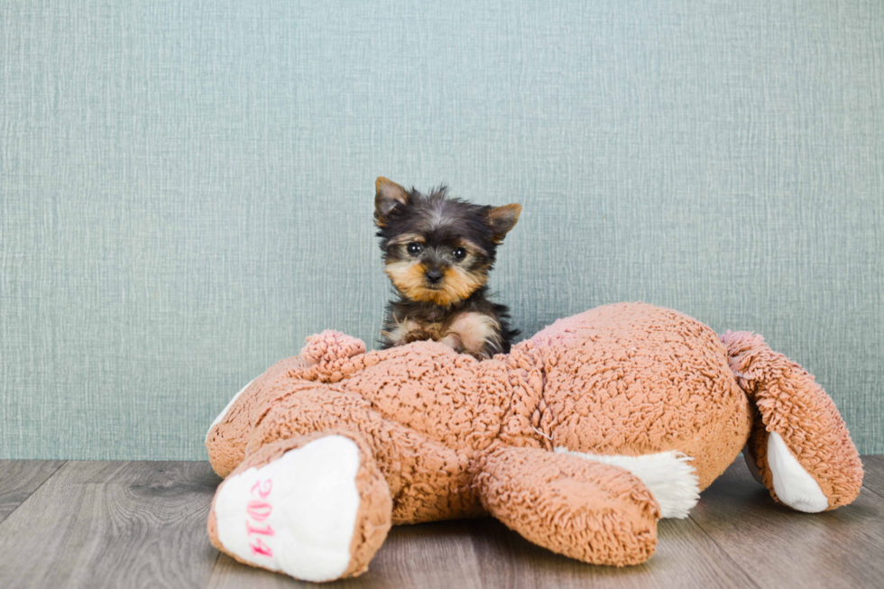 Meet Twinkle - our Yorkshire Terrier Puppy Photo 