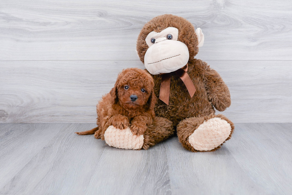 Playful Cavoodle Poodle Mix Puppy