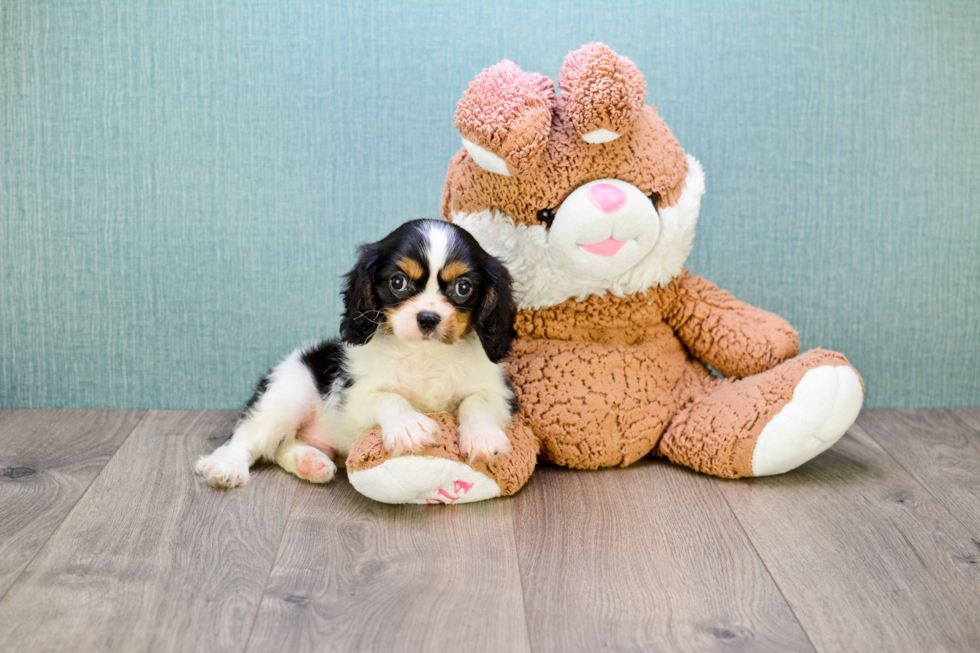 Best Cavalier King Charles Spaniel Baby