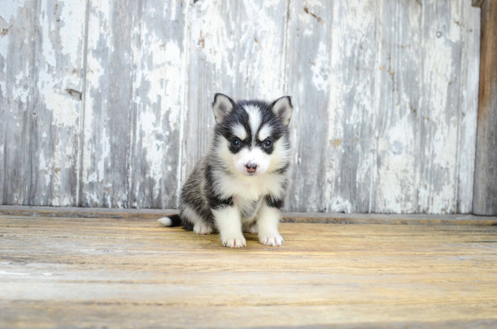 Pomsky Puppy for Adoption