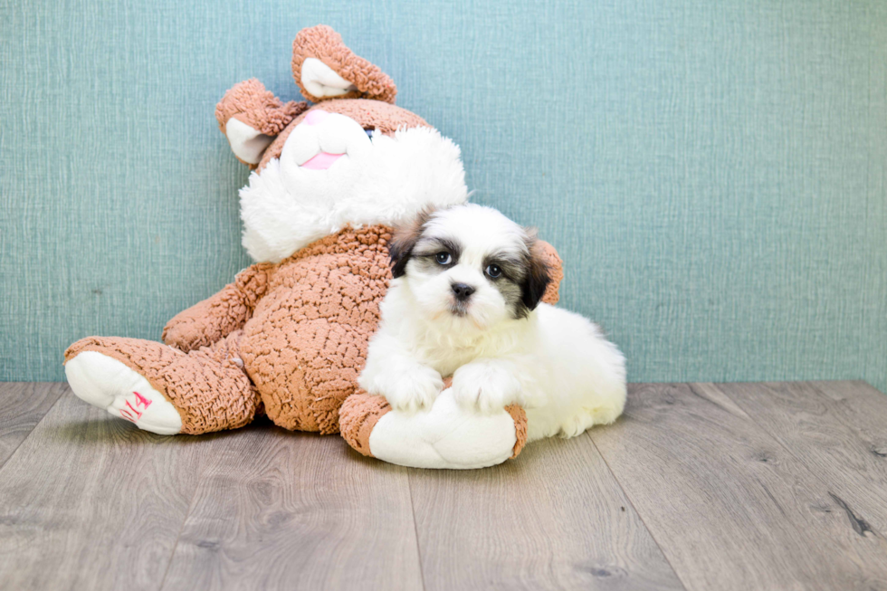 Funny Teddy Bear Designer Pup