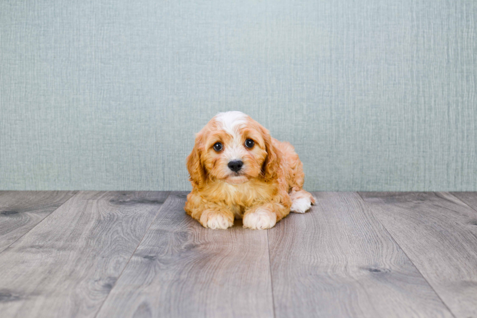 Sweet Cavapoo Baby