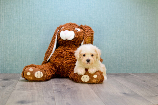 Playful Maltepoo Poodle Mix Puppy