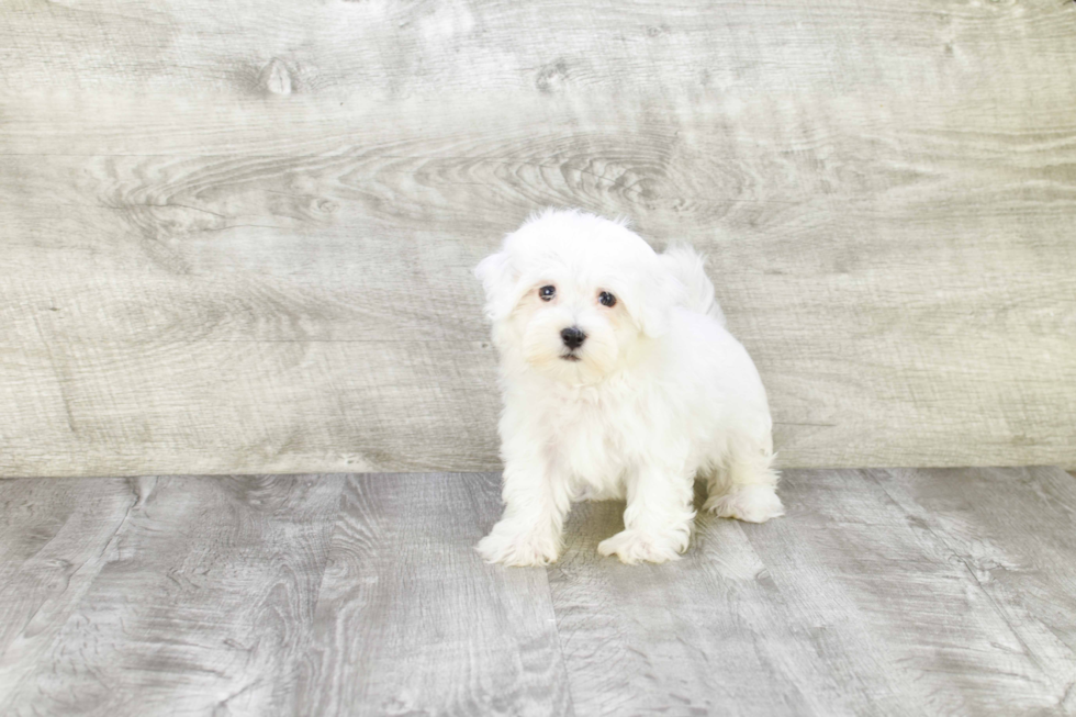 Maltipoo Pup Being Cute