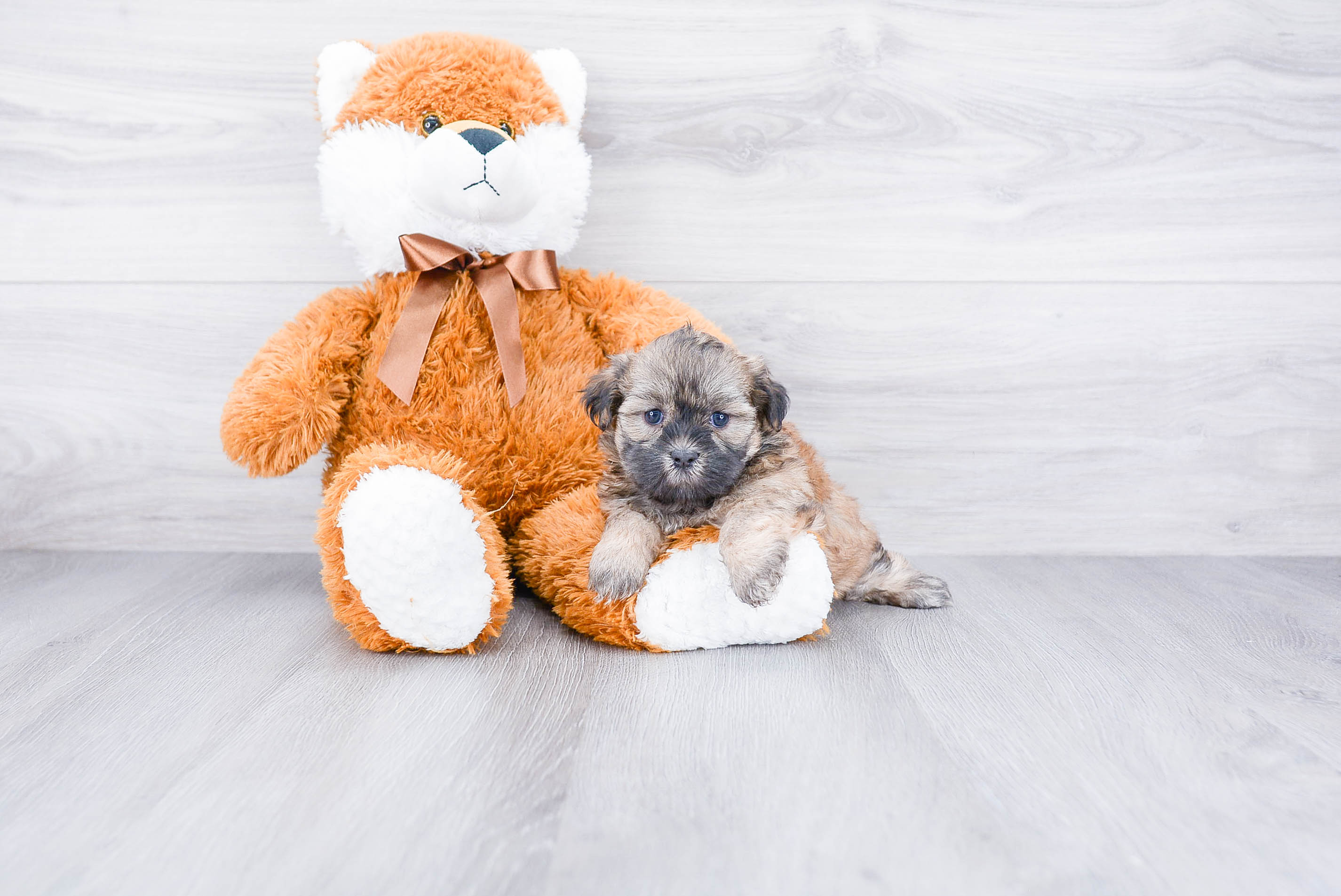 Teddy Bear Pup Being Cute