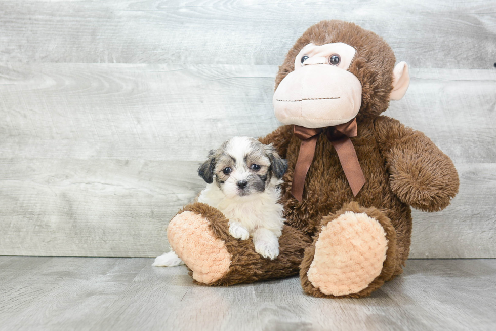 Friendly Teddy Bear Baby