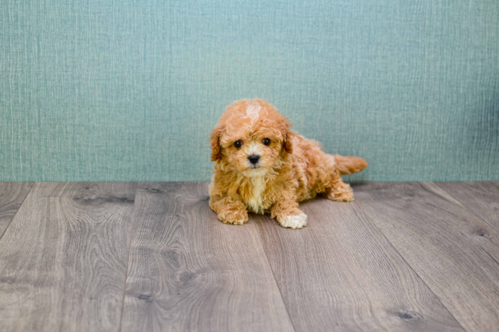 Cavapoo Puppy for Adoption