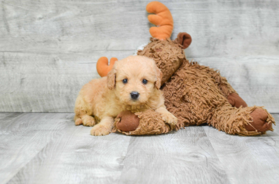 Petite Mini Goldendoodle Poodle Mix Pup