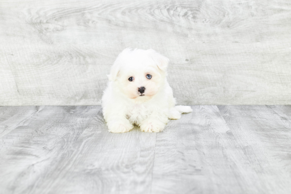 Friendly Maltese Baby