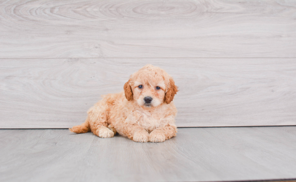 Mini Goldendoodle Pup Being Cute