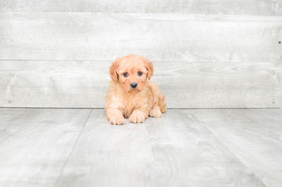 Little Golden Retriever Poodle Mix Puppy