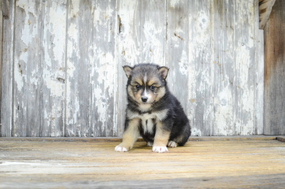 Popular Pomsky Designer Pup