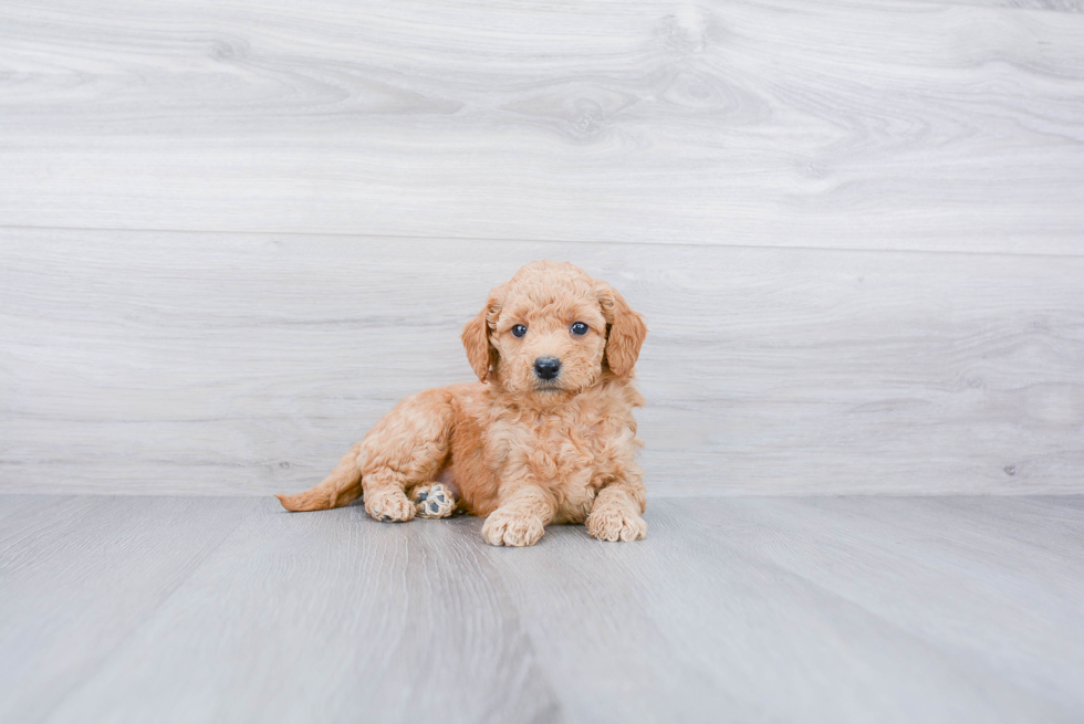 Happy Mini Goldendoodle Baby