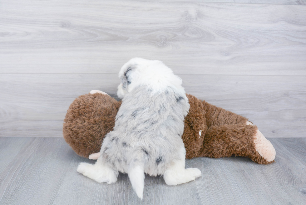 Small Mini Sheepadoodle Baby